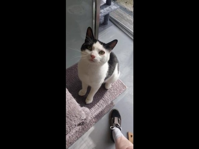 Holly is a 'sassy but sweet' black and white three-year-old domestic short hair who loves humans and wants to spend most of her time with us. She is a little shadow and will follow you everywhere, her favourite past time is to be cuddled up either in-between her people or on your lap. She is looking for a home where she is the only pet with children 5+.