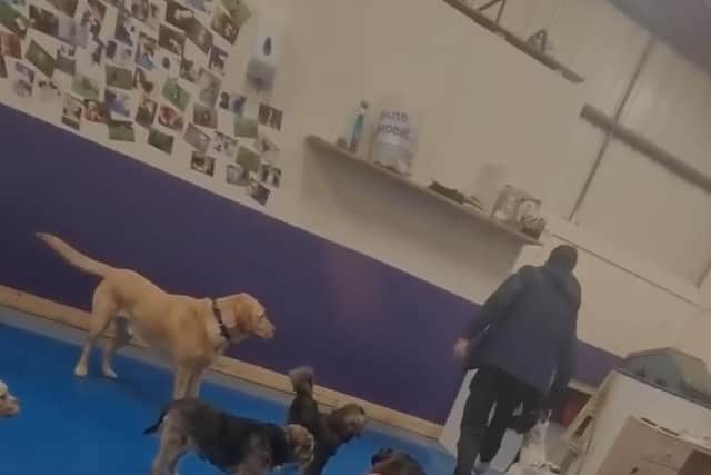 Paws Playhouse owner Lee Parkinson conceded the video “doesn’t look great” but said the dog had to be quickly removed from a situation ‘for its own comfort’