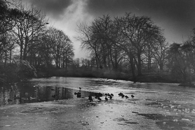 Ducks scavenge for food on an iced over the Serpentine Lake at Moor Park in Preston in 1986
