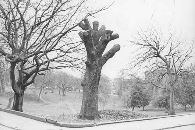 Several old trees were felled in Winckley Square, Preston, back in 1985 as part of an effort to spruce up the gardens and restore them to their original appearance. One of the trees severely pruned by the woodsmen was believed to have been planted nearly 200 years ago by a proud father to celebrate the birth of his son