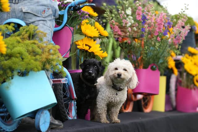 Southport Flower Show 2019. Archie and Teddy took a shine to the Poplar Farm Display from Downholland, West Lancs..
Picture by Gareth Jones