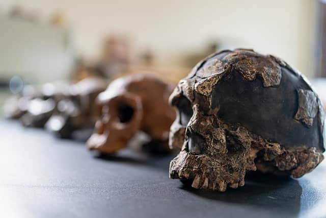 A Herto 1 skull cast alongside other skull fossils in the BBC's new series Human (Picture: BBC/BBC Studios)