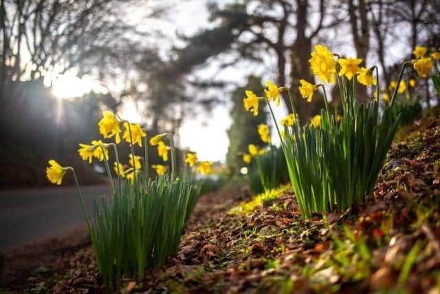 Flowers such as daffodils can also be an early indicator of the arrival of Spring, bringing the first bursts of seasonal colour to our green spaces.