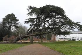 The famous cedar tree in Worden Park will be better protected after the revamp