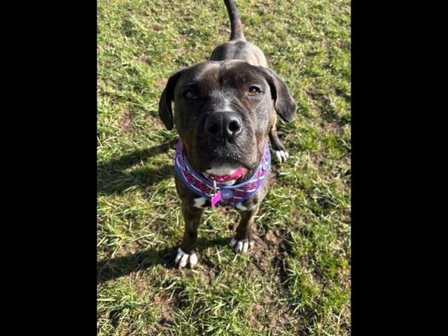 Alice is a beautiful two-year-old Cane Corso cross. Alice loves to run around and get the zoomies, she still has that puppy nature about her and is all paws. She is a big foodie unless there are people around, then she may be more interested in them as she loves nothing more than having lots of fuss and giving kisses! She can be rehomed with children aged 11+ and needs a home with no other pets.