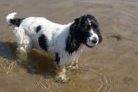 10-year-old Cocker Spaniel Ghillie.