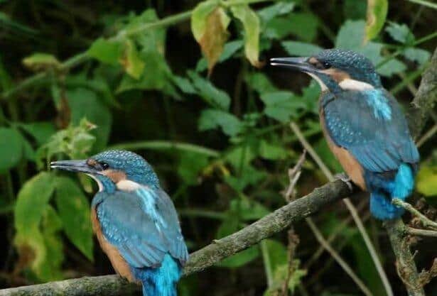 Kingfishers would benefit from cleaner rivers