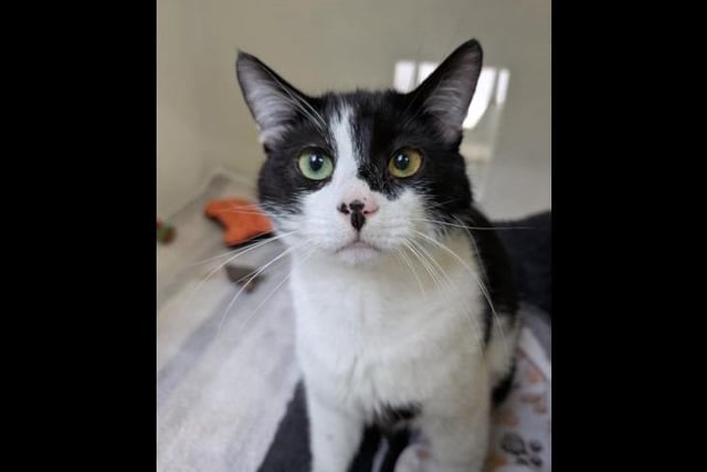 Say hello zesty black and white to Zorro! He is definitely a homebody who loves his comforts and downtime. He loves a bit of fuss and gentle affection. He is best suited to a home with cat savvy children aged eight and over who will respect his space and no other pets.