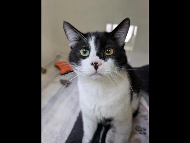 Say hello zesty black and white to Zorro! He is definitely a homebody who loves his comforts and downtime. He loves a bit of fuss and gentle affection. He is best suited to a home with cat savvy children aged eight and over who will respect his space and no other pets.