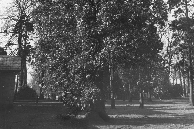 A veteran turkey oak tree standing on Worden Park, pictured here in 1976
