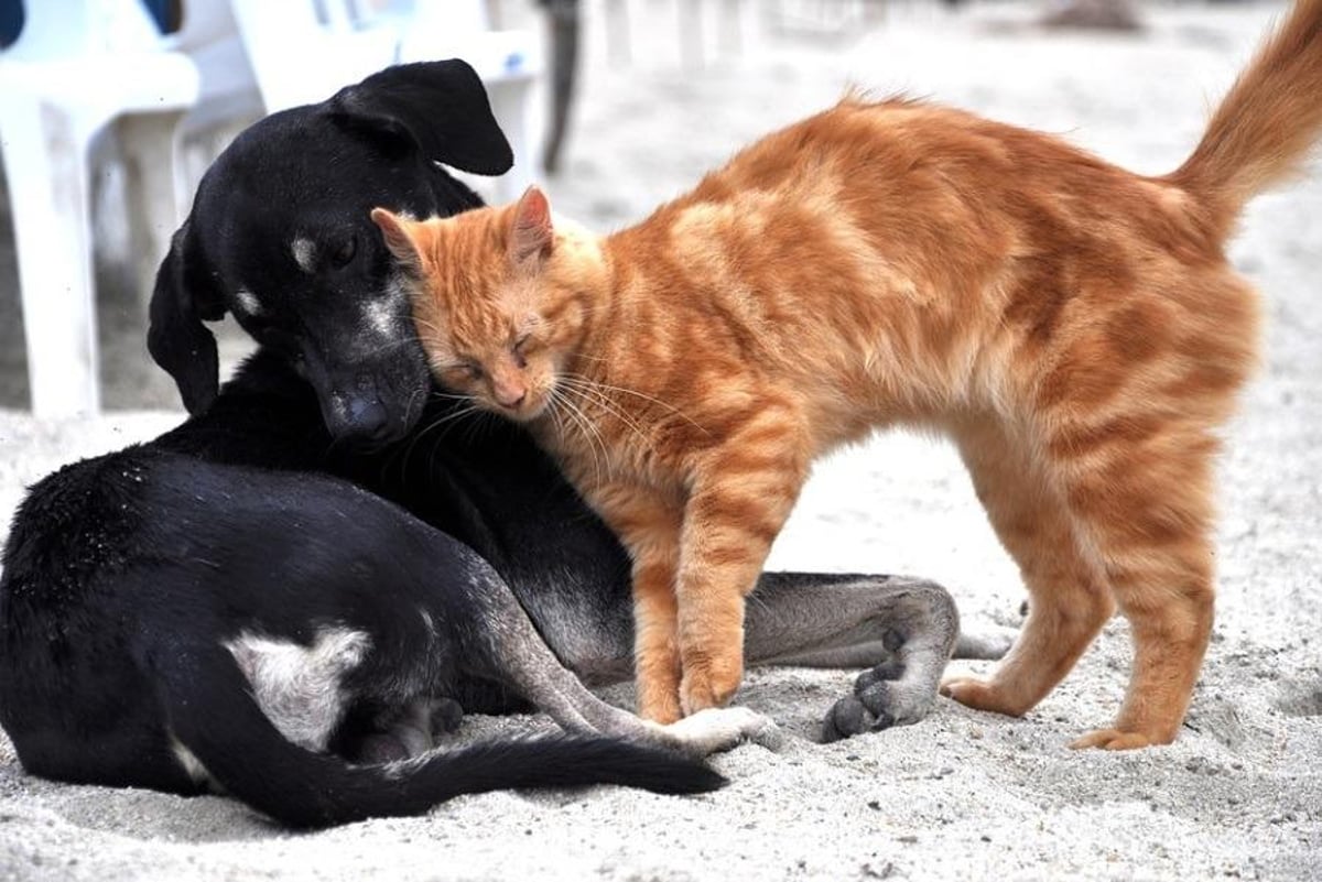 Help needed: These are the dogs and cats at RSPCA Preston looking for a new home