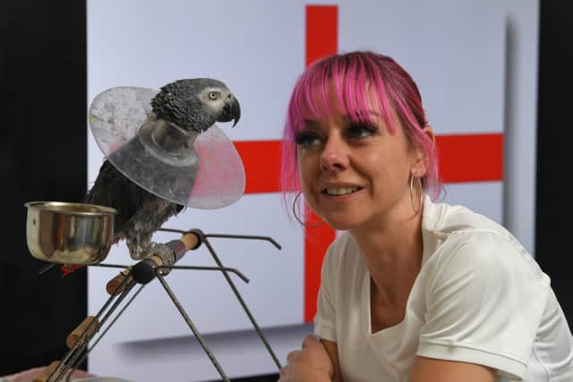 Football mad Joey the England supporting parrot never misses a match and constantly sings "It's Coming Home", pictured with his owner Jemma Louise