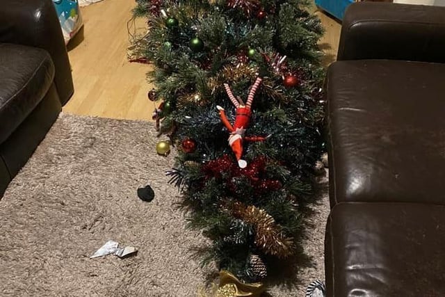 Danica Phillips says: "The dog knocked the tree over, so we made the most of it."