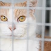 Woodlands Animal Sanctuary says it only has a months worth of finances left, and are in desperate need of more support.