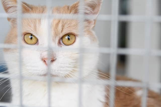 Woodlands Animal Sanctuary's desperate plea for help with only one month of  running costs in the bank | Lancashire Evening Post