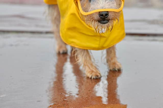 Even the doggos made sure they were well prepared for Storm Agnes with this little guy in his cute yellow raincoat