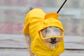 Even the doggos made sure they were well prepared for Storm Agnes with this little guy in his cute yellow raincoat