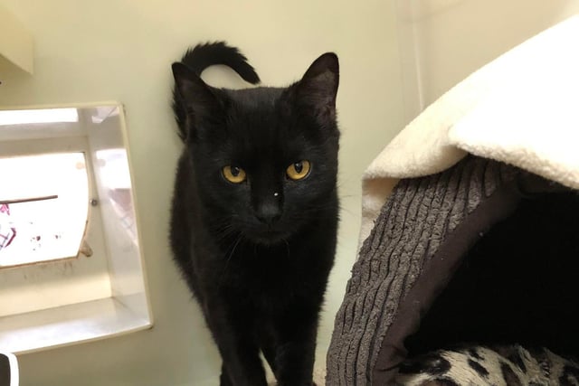 Cindy Lou is described as 'very sweet' and 'timid' 4-year-old Domestic Shorthair girl. After being abandoned, she’s on the look out for a home where she is the only cat, with no dogs and secondary school children