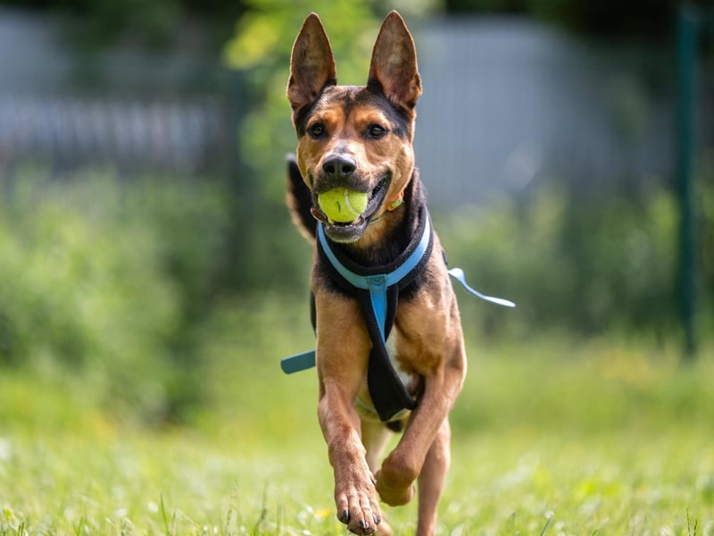 Meet tennis ball loving Ceasar who is a three-and-a-half-year-old German Shepherd cross. He loves running around the place with a soft toy or two, although some do get destuffed... His favourite toy by far is a tennis ball, he is such a good boy and will happily give you his toys for a treat or another toy. He could live with children 16+, due to his size and excitable nature. He will need a family willing to give him the time and patience he needs to find his paws.