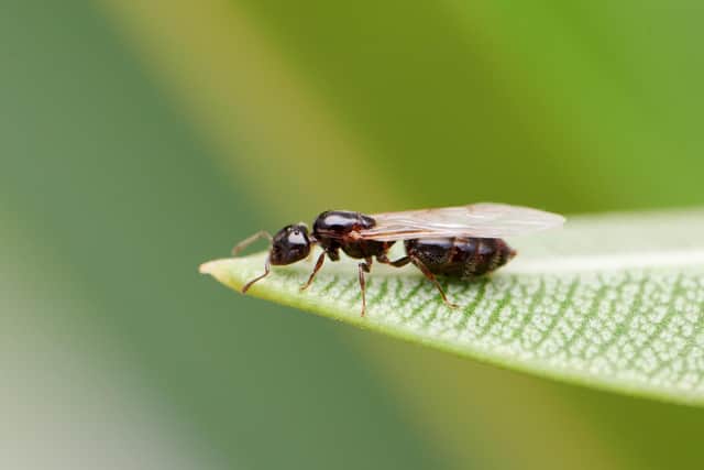 Flying Ants could invade any day now