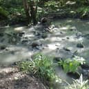 An example of water pollution in Harrogate at Hookstone Beck