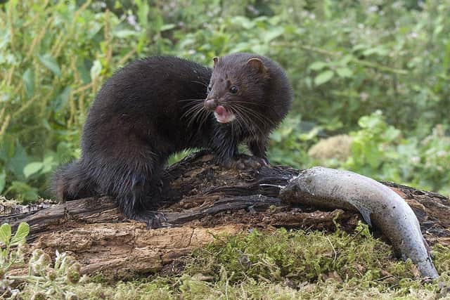 A man from Chorley found a dead American mink at Heapey Reservoir