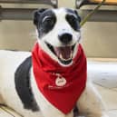 Blood donor dog Roxy