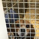 A protest will be held later this month by animal activist Vicky Brown to Free the MBR beagles from animal testing