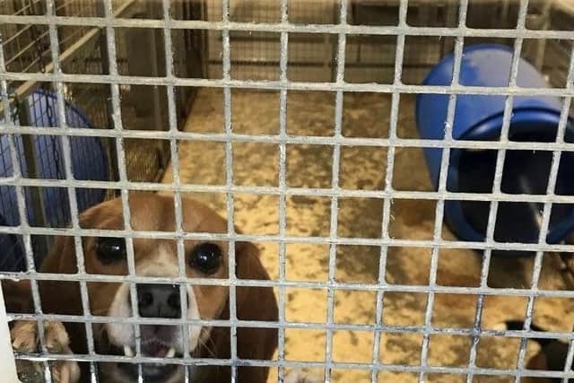 A protest will be held later this month by animal activist Vicky Brown to Free the MBR beagles from animal testing