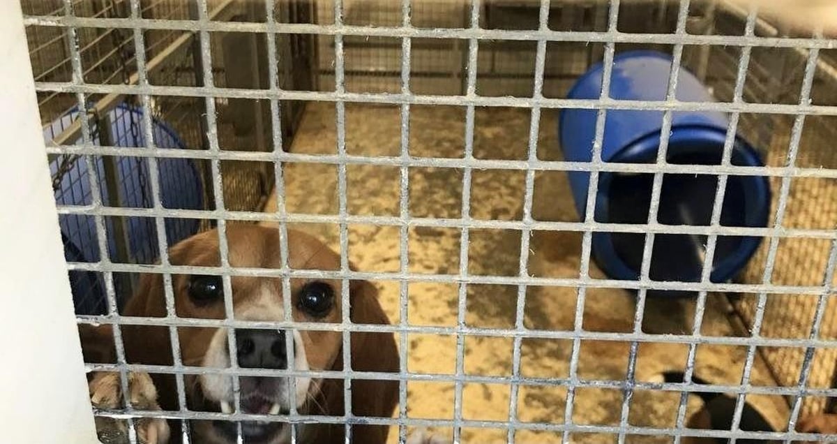 Meet the Leyland lady joining Will Young in trying to free over 2,000 caged Beagles from animal testing