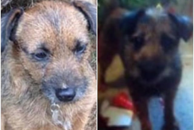 A female border terrier cross, Meg went missing on April 17, 2019, on fields between Chorley Road and North in Much Hoole. She is brown and tan colouring with a small amount of white fur on her rear paw.