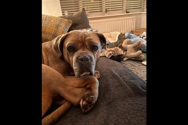 Meet beautiful five-year-old Old Tyme Bulldog cross Roxy. Roxy hasn't had the best start in life unfortunately being let down by humans, due to this Roxy arrived very shut down and worried about everything in life. She is a very timid girl so she needs a family that can help her gain confidence and thrive. She would really benefit from a home with another dog that meets her energy to help boost her confidence and can live can live with children 5+ that are dog savvy.