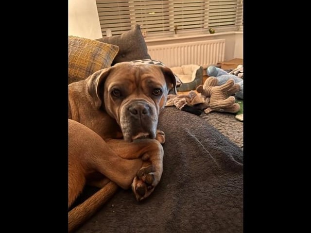 Meet beautiful five-year-old Old Tyme Bulldog cross Roxy. Roxy hasn't had the best start in life unfortunately being let down by humans, due to this Roxy arrived very shut down and worried about everything in life. She is a very timid girl so she needs a family that can help her gain confidence and thrive. She would really benefit from a home with another dog that meets her energy to help boost her confidence and can live can live with children 5+ that are dog savvy.