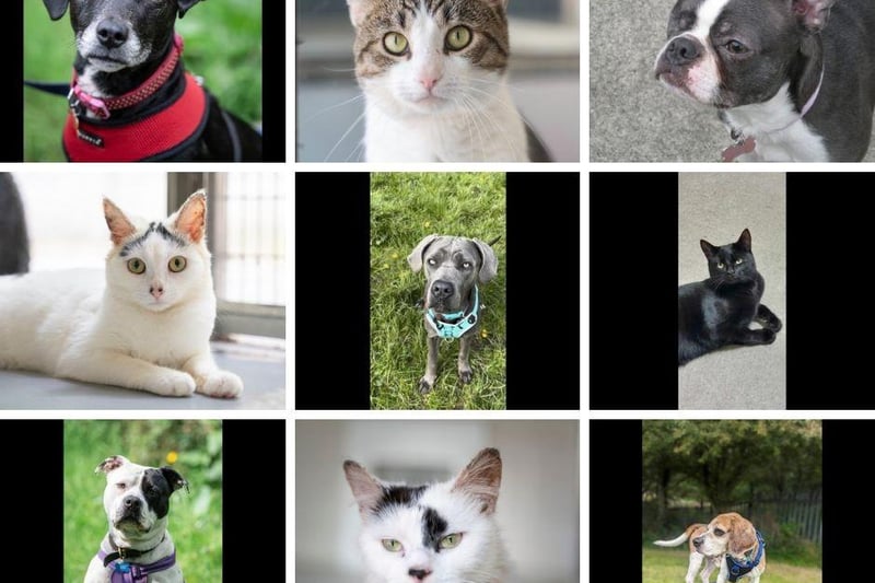 Could you help give any of these gorgeous cats and dogs a loving home?
