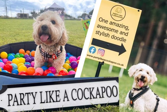 Party Like A Cockapoo comes to Lancashire