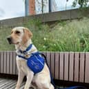 Thunda - Steve Jordan's son's support dog