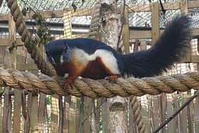 Williamson Park mini zoo has a new resident - a prevost squirrel named Nacho who is three-years-old.