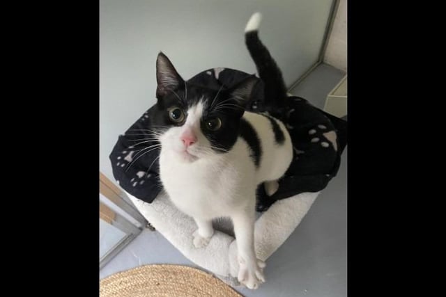 Lexi is an energetic one-year-old white and black domestic short hair. She was found roaming the streets as a stray before a member of public. She is described as being 'loving and playful' and can be rehomed with other cats, a cat savvy dog and children of any age.  (Reserved, but subject to change).