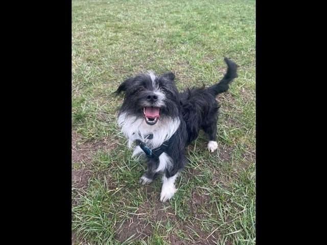 Haribo is our lovely three-year-old male Shih Tzu. He loves a good play, especially with toys if you throw one for him, he will happily entertain a good game of fetch. He would be best suited to a household where he would be the only dog, and with children of secondary school age 11+.