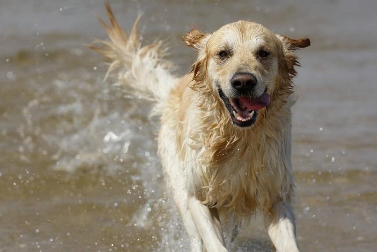 Be careful! Dog owners warned over deadly blue-green algae that can kill in just 15 minutes