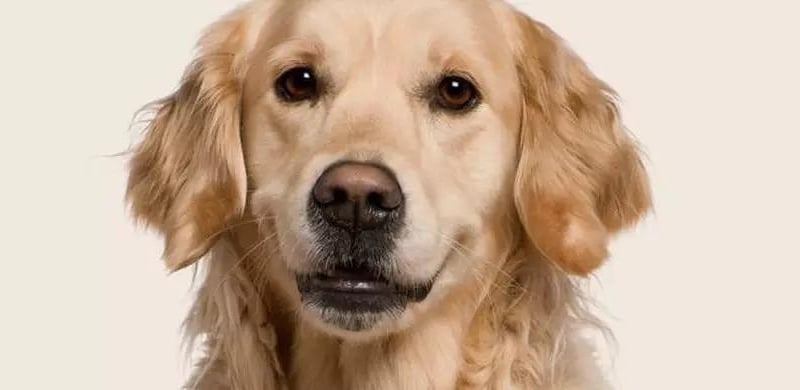 The sweet-faced, lovable Labrador Retriever is one of the UK's most popular dog breeds, year after year. Labs are friendly, outgoing, and high-spirited companions