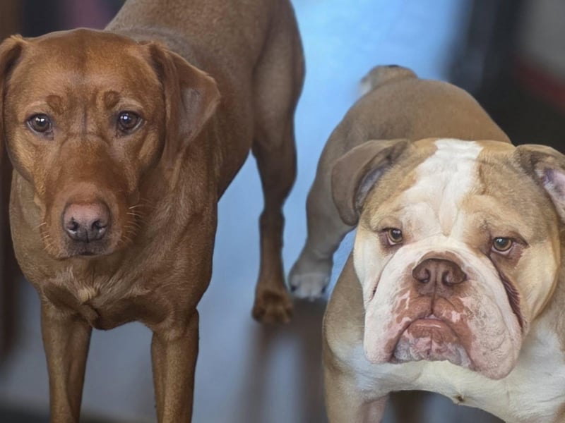 Meet four-year-old Mabel and one-year-old Buster.