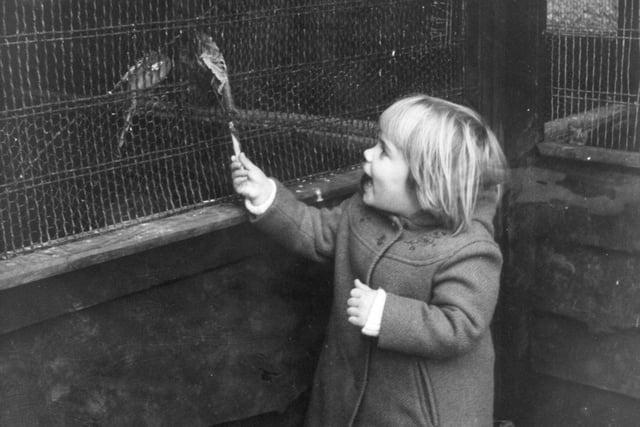 Three-year-old Mandy Nelson of Cedar Avenue, Ashton, pictured with two budgies at the aviary in Haslam Park. She was a regular visitor to see and feed the birds when this image was taken in 1983