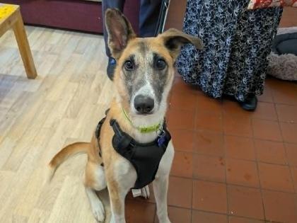 Say hello to the Fantastic Mr Fox - a five-year-old Lurcher cross. He enjoys being out and about and takes things in his stride.  He will tolerate fuss and strokes. He can be a little unsure of new people but does not take long to come round. He enjoys treats so this is great to help him build trust. Fox knows basic commands and he has shown no negative responses to being out and about and is laid back and walks well on lead. He could live with children of a secondary school age.