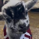 Dan Burn, the baby pigmy goat in a football top.