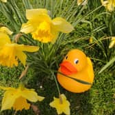 Easter Duck trail at Martin Mere