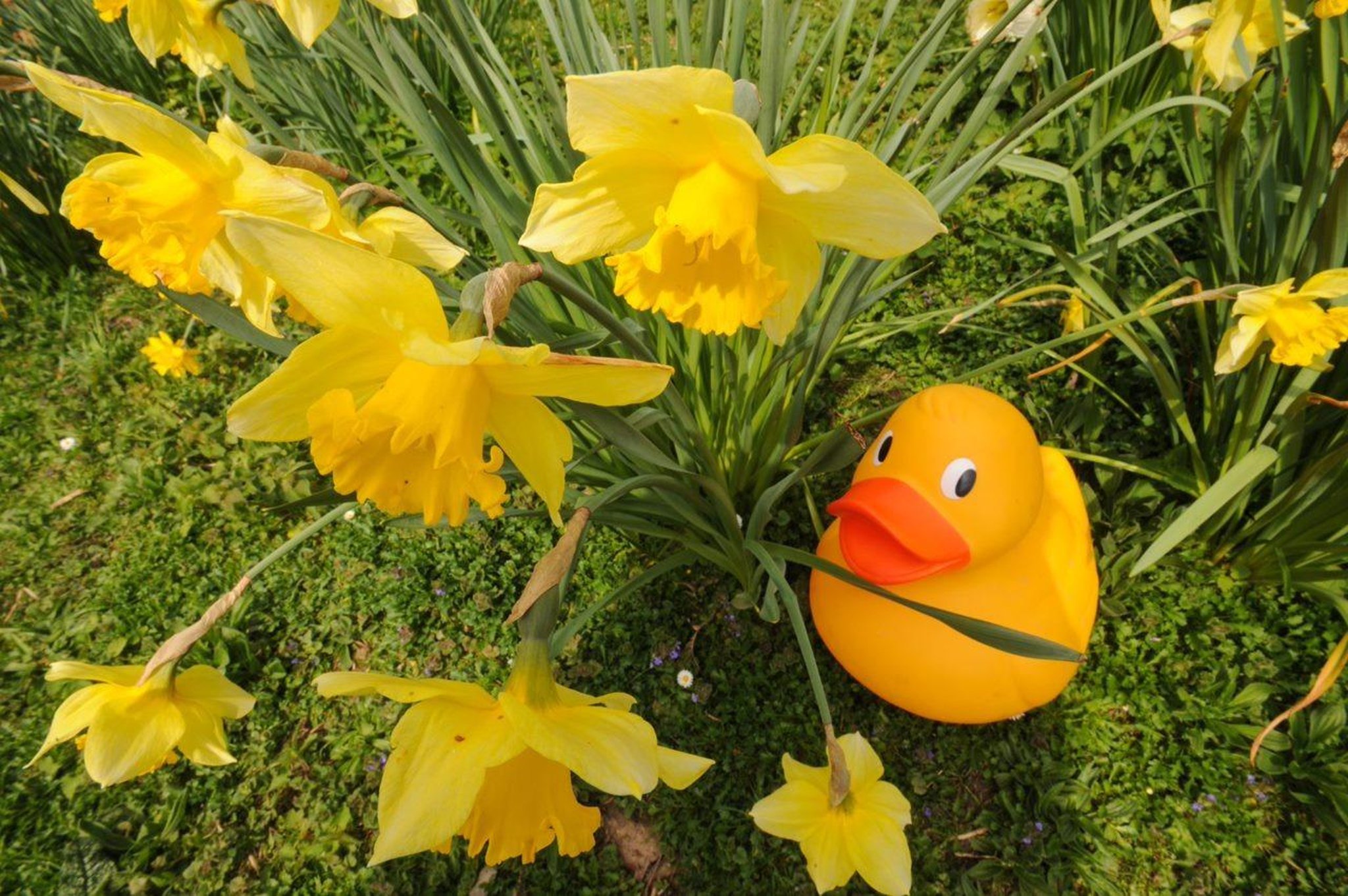 What's on in Lancashire this Easter from Egg Rolling to Egg Hunts to Peter Rabbit