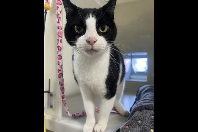 Say hello to the lovely black and white domestic short hair Honey. At eight years old this gorgeous girl is looking for her forever home to enjoy her retirement in. She will head bop you for a fuss and a stroke, and will even push herself against the brush whilst being groomed. She could potentially live with another calm cat. Honey could live with cat savvy children aged 11 and over.
