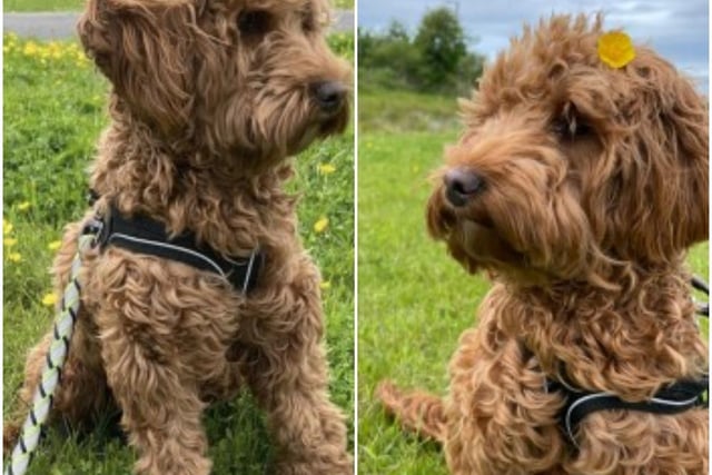 Female Cockerpoo, Ruby has bits of white fur on her chin and one paw. She went missing on Hudson Road, Preston, on May 21, 2022.