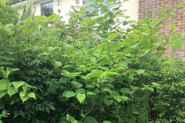 Preston, Blackburn and Chorley are the worst affected locations in Lancashire for Japanese knotweed (pictured)